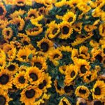 Aprendiendo a amar con la voluntad
