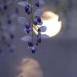 El Corazón de Jesús es vulnerable a nuestro desamor